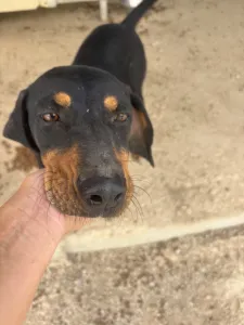 Adoptie hond Kevin