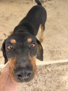 Adoptie hond Kevin