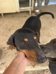Adoptie hond Kevin
