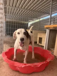 Adopt Riki