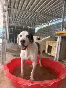 Adoption profile for Riki