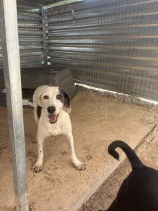 Adopt Riki