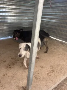 Adopt Riki