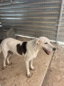 Adopt Riki