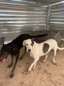 Adopt Riki