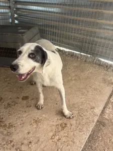 Adopt Riki