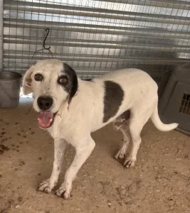 Adopt Riki
