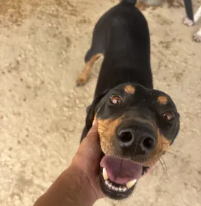 Adoptie hond Kevin