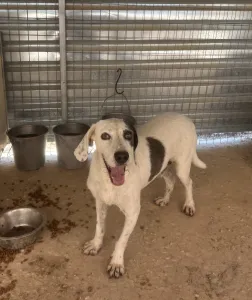 Adopt Riki