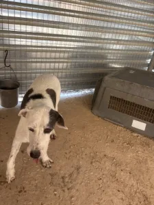 Adopt Riki