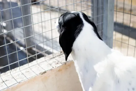 Adopt Gina