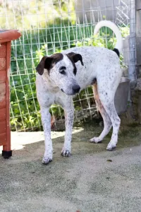 Υιοθεσία σκύλου Fido
