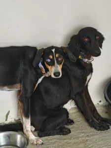Adoptie hond Liza
