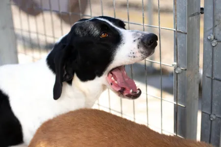Adoption profile for Gina