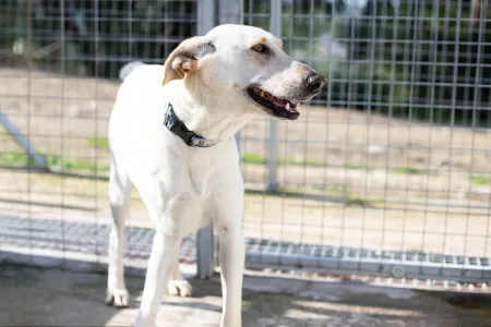 Hund Snow adoptieren
