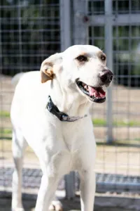 Hund Snow adoptieren