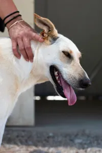 Hund Snow adoptieren