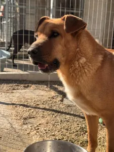 Adoptie hond Bublis