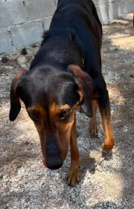 Adoptie hond Marieta