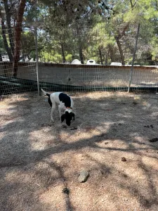Adopt Cow