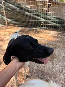 Adopt Cow
