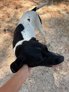 Adopt Cow