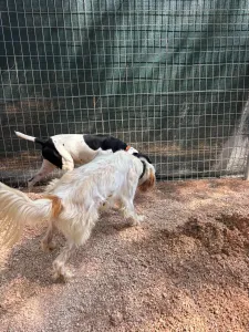 Adopt Cow