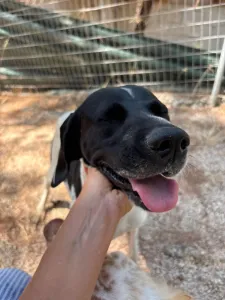 Adopt Cow