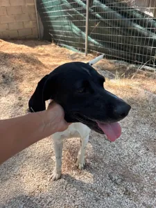 Adopt Cow