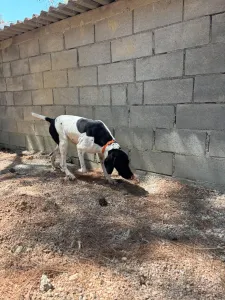 Adopt Cow