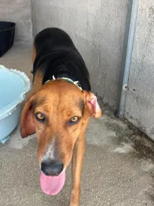Adoptie hond Jeny