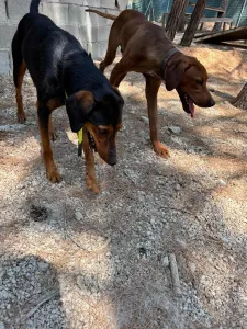 Adoptie hond Marieta