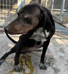 Adopt Jorun