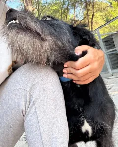 Adopt Tom
