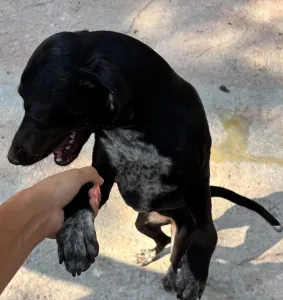Adopt Jorun
