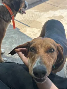Adoptie hond Jeny