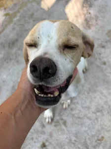 Adopt Alma