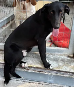 Adopt Simba