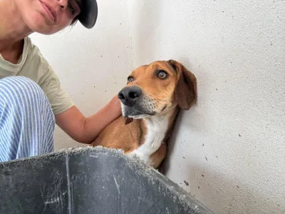 Adopt Dias