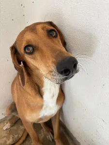 Adopt Dias