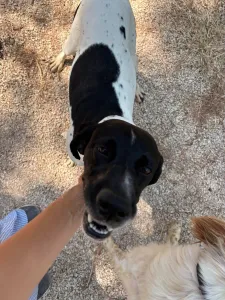 Adopt Cow