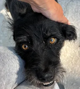 Adopt Tom