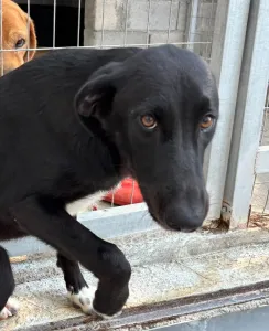 Adopt Simba