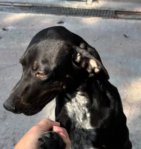 Adopt Jorun