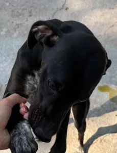 Adopt Jorun