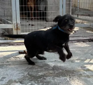 Adopt Tom