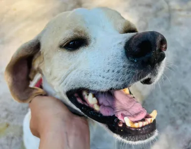 Adopt Alma