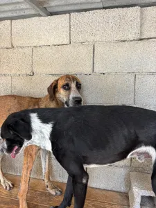 Adopt Row