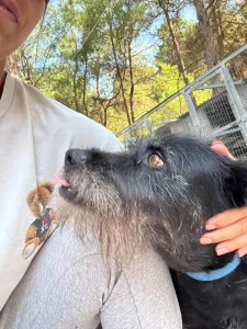 Adopt Tom