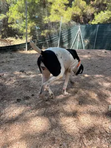 Adopt Cow